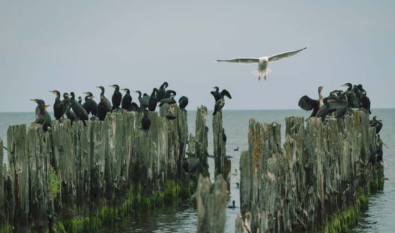 Baltic Sea Coastal Scenery and Cape Kolka From Riga - Pūrciems White Dune adds a piece of natural history