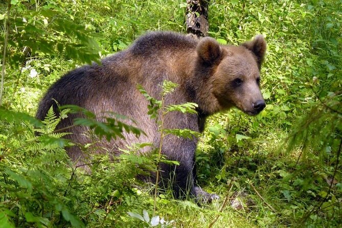 Day trip to Gauja National Park: animals, castles and a cave - Līgatne’s old papermill village and limestone caves