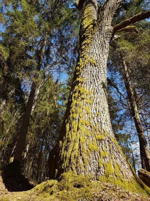 Discover Best of Sigulda and Gauja National Park In One Day - Guide, language, and group style