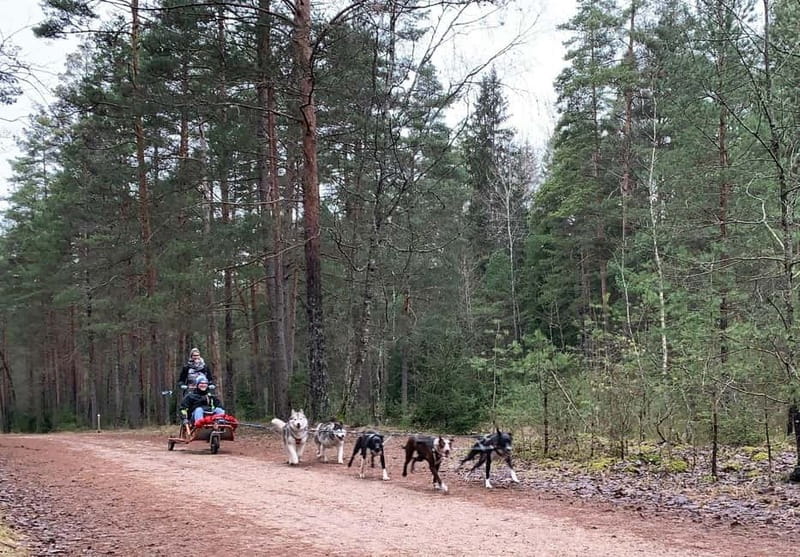 From Riga: Husky Sledding or Wheel Kart Tour - From Riga Town Hall Square to Ogre Forest Park