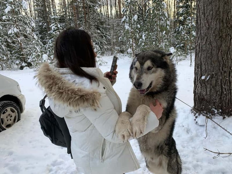 From Riga: Husky Sledding or Wheel Kart Tour - Taking the sled for a 3 km run