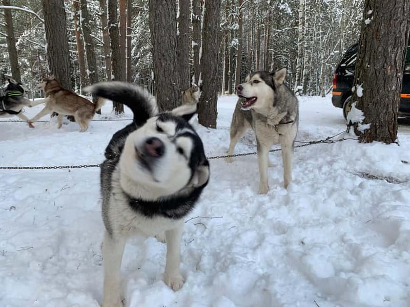 From Riga: Husky Sledding or Wheel Kart Tour - How the three hours feel