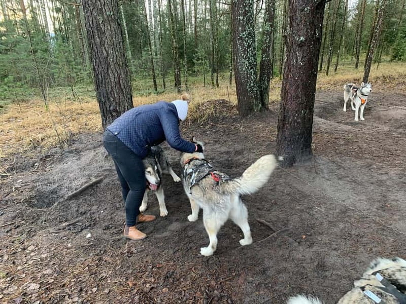 From Riga: Husky Sledding or Wheel Kart Tour - Meeting the huskies before the ride