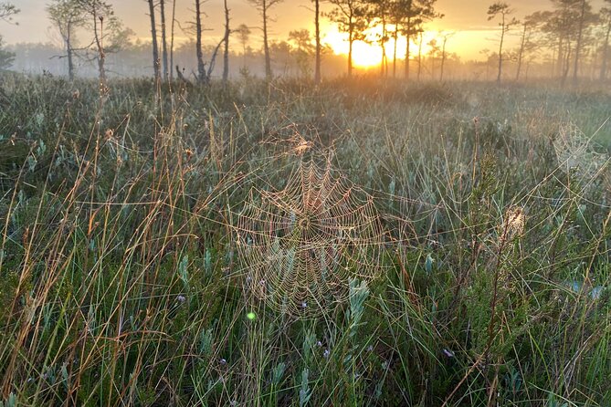 From Riga: Kemeri Bog Boardwalk and Jurmala Seaside - Practical tips for a smoother day