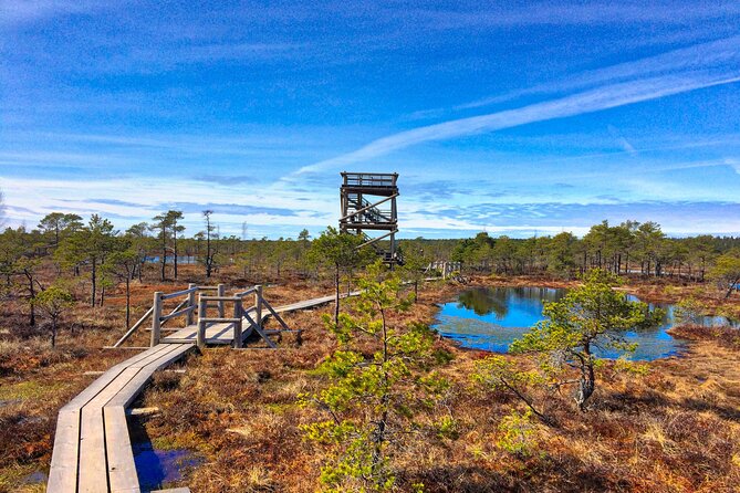 Great Ķemeri Bog and Swamp Forest Hiking Adventure - What Rolands adds to the walk