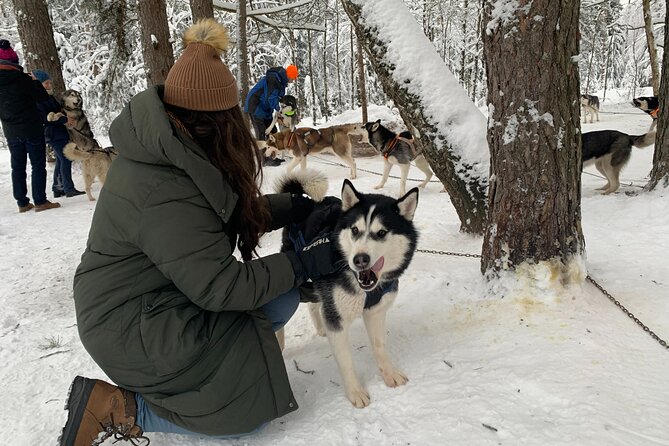 Husky dog sled/bike kart ride in Latvia ~ 3h group tour from Riga - Meeting the husky team before the ride
