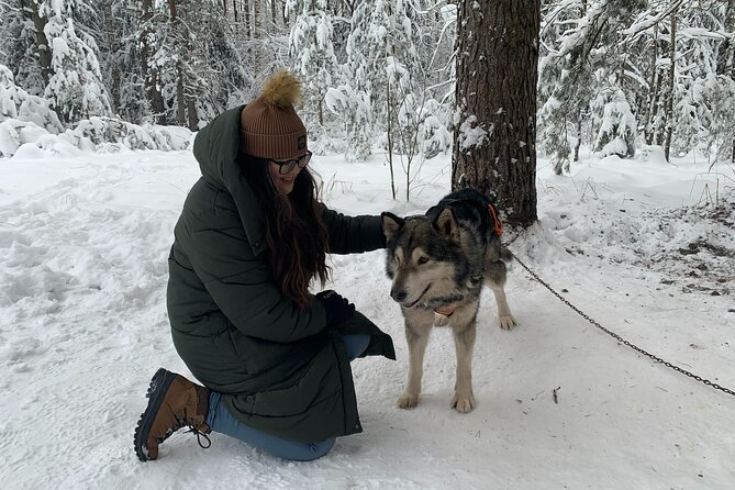 Husky dog sled/bike kart ride in Latvia ~ 3h group tour from Riga - What happens when Riga has no snow