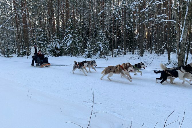 Husky dog sled/bike kart ride in Latvia ~ 3h group tour from Riga - Ogres Zilie Kalni beyond the sled track