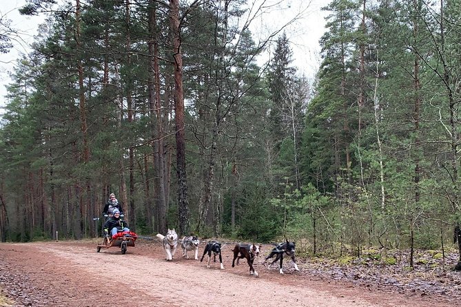 Husky dog sled/bike kart ride in Latvia ~ 3h group tour from Riga - Group size, timing, and the minimum departure