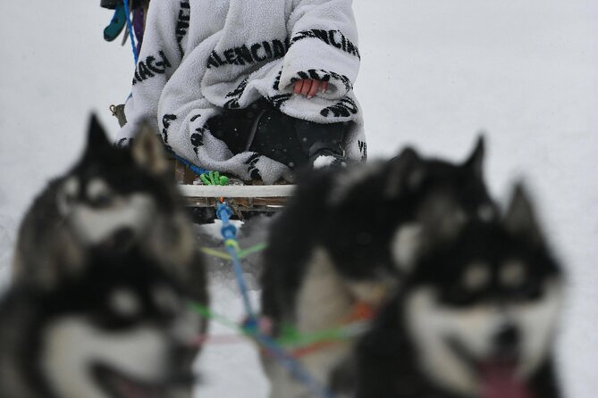 Husky Dog Sledding Experience - Meeting the Husky Team Before the Ride