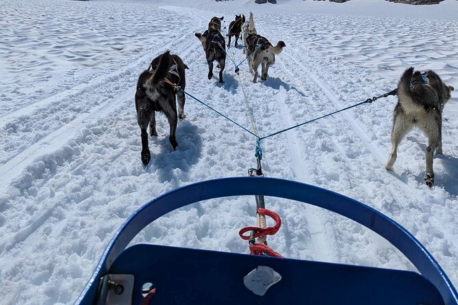 Husky Dog Sledding Experience - Why the Small Group Size Matters