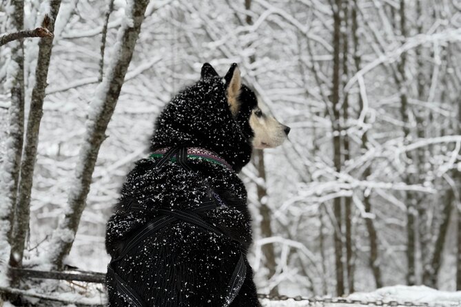 Husky Dog Sledding Experience - Is $178.84 a Fair Price?