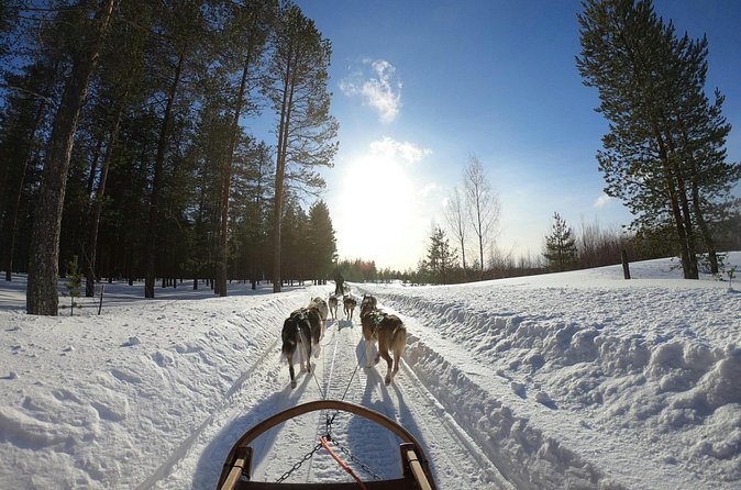 Husky Dog Sledding Experience - A Simple Two to Three Hour Schedule