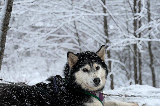 Husky Dog Sledding Experience - Who Will Enjoy This Most?