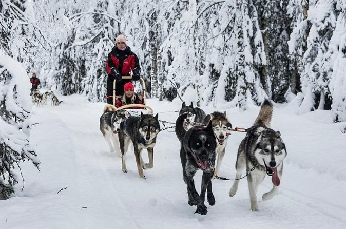 Husky Dog Sledding Experience - Booking, Weather, and Cancellation Tips