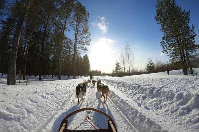 Husky Dog Sledding Experience - My Verdict on Riga’s Husky Sledding Experience