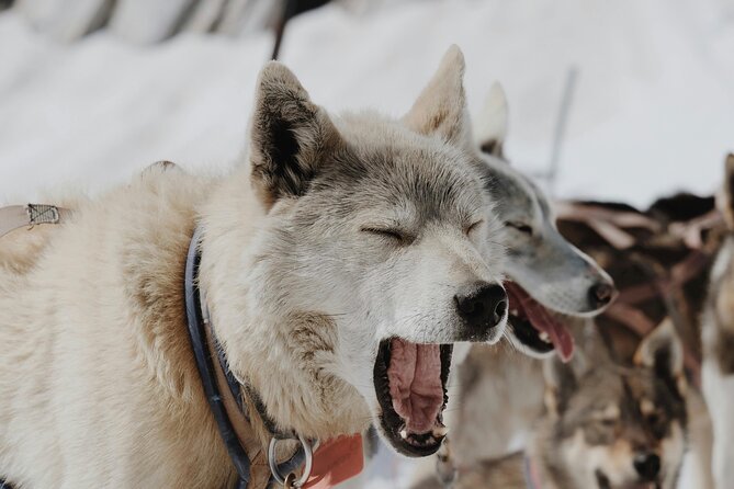 Husky Dog Sledding Experience - What the 3 Kilometer Sled Ride Feels Like