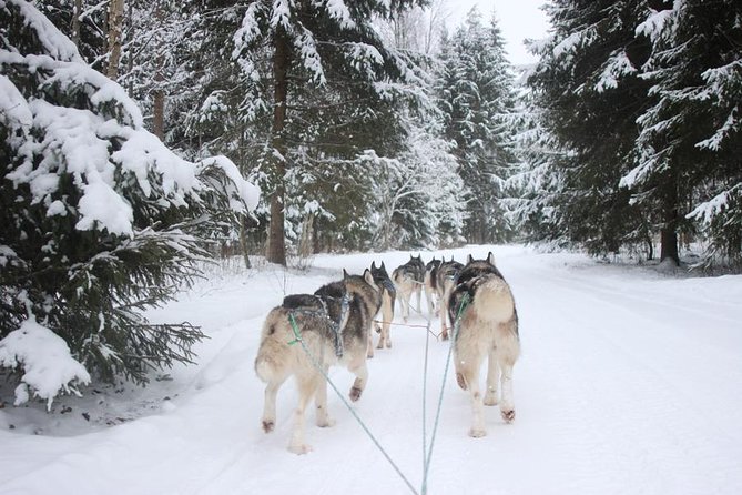 Husky Dog Sledding Tour From Riga - Key points to know before you book