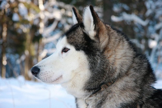 Husky Dog Sledding Tour From Riga - Leaving Riga for the husky grounds near Salaspils