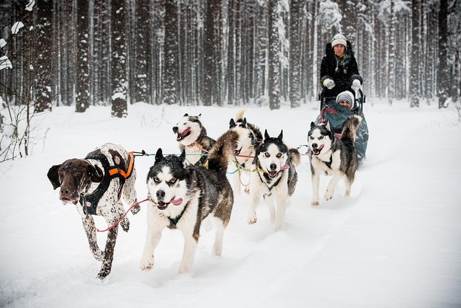 Husky Dog Sledding Tour From Riga - What happens when there is not enough snow