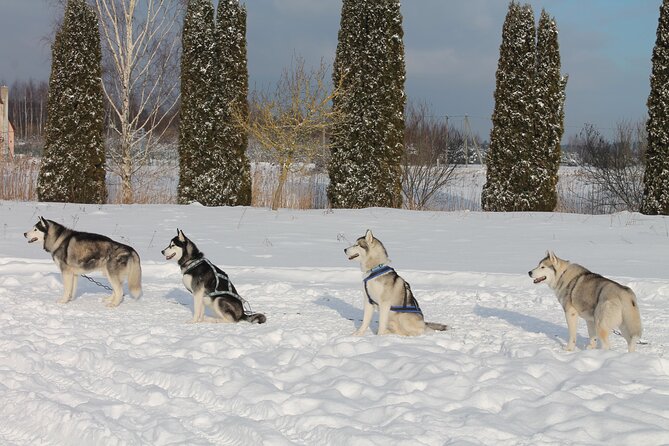 Husky Dog Sledding Tour From Riga - Warming up with tea, snacks, and Latvian flavor