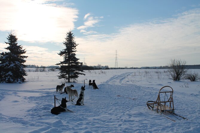 Husky Dog Sledding Tour From Riga - A short walk through Latvian forest