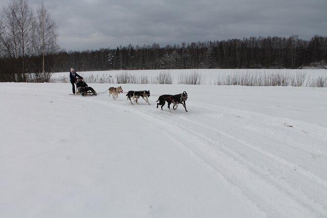 Husky Dog Sledding Tour From Riga - Is $174.15 good value for this Riga day trip?