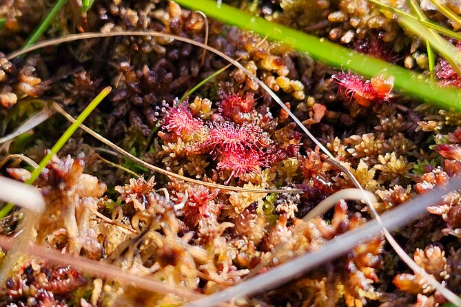 Ķemeri Great Bog Discovery With Optional Sunrise & Jūrmala Visit - Who will enjoy this half-day outing