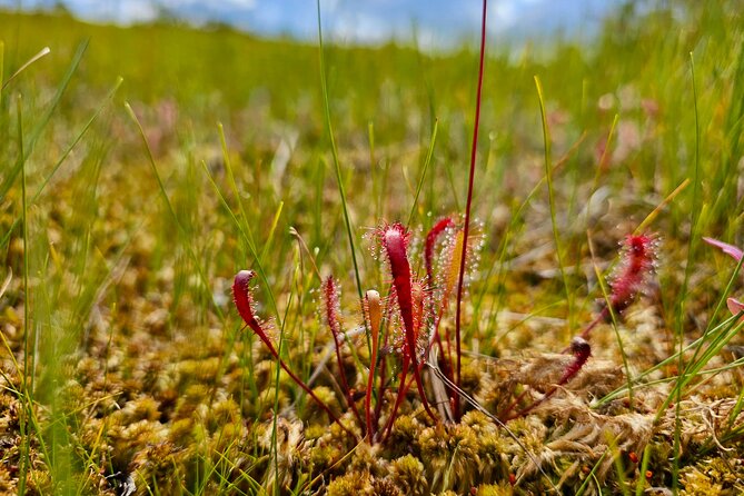 Ķemeri Great Bog Discovery With Optional Sunrise & Jūrmala Visit - Walking the 5-kilometer wooden boardwalk