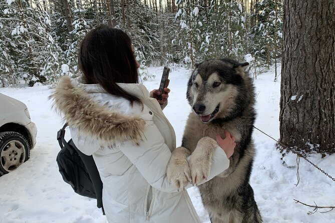 Ultimate Husky dog sledding experience in Latvia - Private tour from Riga - A forest walk and the fire-watch tower