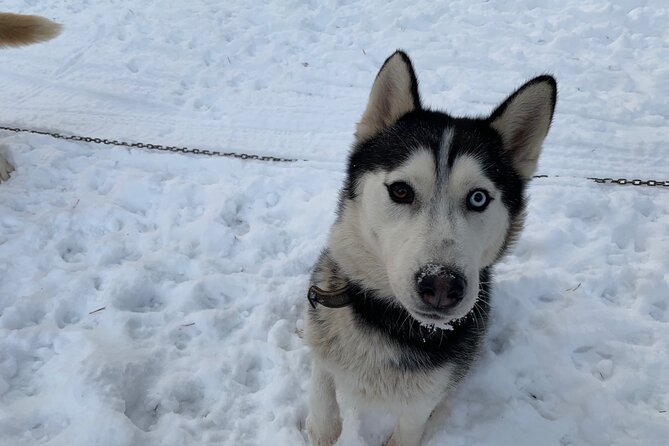 Ultimate Husky dog sledding experience in Latvia - Private tour from Riga - Guides who add local color