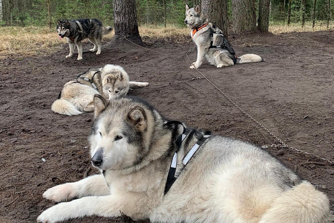 Ultimate Husky dog sledding experience in Latvia - Private tour from Riga - What is included, and what costs extra