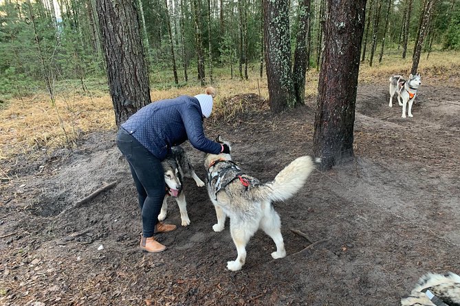 Ultimate Husky dog sledding experience in Latvia - Private tour from Riga - Booking, cancellation, and timing advice