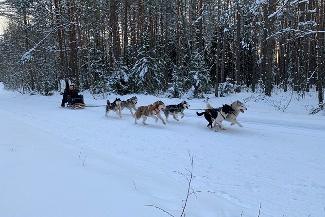 Ultimate Husky dog sledding experience in Latvia - Private tour from Riga - Sleds in winter, bike carts without snow